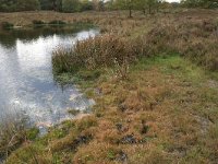 NL, Gelderland, Wijchen, Wijchensche Vennen 210, Saxifraga-Hans Boll