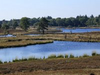 NL, Gelderland, Wijchen, Wijchensche Vennen 212, Saxifraga-Hans Boll