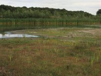 NL, Gelderland, Wijchen, Wijchensche Vennen 228, Saxifraga-Hans Boll