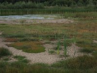 NL, Gelderland, Wijchen, Wijchensche Vennen 233, Saxifraga-Hans Boll