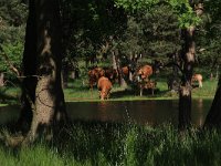 NL, Gelderland, Wijchen, Wijchensche Vennen 238, Saxifraga-Hans Boll