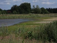 NL, Gelderland, Wijchen, Wijchensche Vennen 243, Saxifraga-Hans Boll