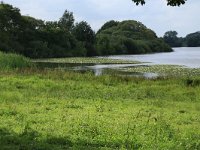 NL, Gelderland, Wijchen, Wijchensche Vennen 37, Saxifraga-Hans Boll