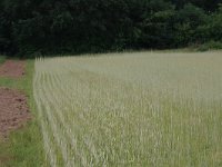 NL, Gelderland, Wijchen, Wijchensche Vennen 59, Saxifraga-Hans Boll