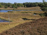 NL, Gelderland, Wijchen, Wijchensche Vennen 83, Saxifraga-Hans Boll