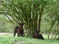 NL, Gelderland, Winterswijk, Korenburger Veen 1, Saxifraga-Tom Heijnen