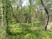 NL, Gelderland, Winterswijk, Wooldse Veen 3, Saxifraga-Henk Sierdsema