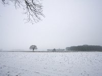 NL, Gelderland, Zutphen, Het Walien 2, Saxifraga-Bart Vastenhouw