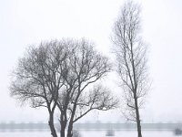 NL, Gelderland, Zutphen, IJssel 7, Saxifraga-Bart Vastenhouw