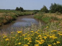 NL, Groningen, Westerwolde, Runde Zwartemeer 2, Saxifraga-Hans Dekker