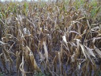 Field with dried out corn plants  Field with dried out corn plants : agricultural, agriculture, corn, damage, dried out, dry, dry summer, dying, farmland, field, hot summer, leaf, leaves, maize, plant, plants, rural landscape, summer, summertime, yellow, no people, nobody, non-urban scene, rural, rural scene