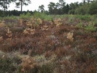 Shriveled heath in Maasduinen National Park, Limburg, Netherlands  Sandy track through shriveled heath in Maasduinen National Park, Limburg, Netherlands : brown, drought, heath, heather, hot summer, national park, natural, nature, autumn, dry up, fall, forest, maasduinen, no people, non-urban scene, outside, rural, rural scene, tree, trees, woodland, Maasduinen national park, europe, european, field, limburg, netherlands, nobody, np, outdoors, rural landscape, shriveled, withered