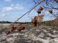 Rowan berries burnt by forest and heath fire, Maasduinen National Park, Limburg, Netherlands  Rowan berries burnt by forest and heath fire, Maasduinen National Park, Limburg, Netherlands : ash, ashes, black, damage, europe, european, field, forest, forest fire, heath, heath fire, heathland, limburg, Maasduinen national park, national park, natural, nature, netherlands, no people, nobody, np, outdoors, outside, sand, tree, trees, woodland, berries, berry, european rowan, maasduinen, non-urban scene, orange, rowan, rural, rural landscape, rural scene, viburnum, viburnum opulus