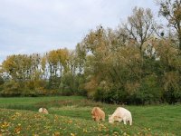 NL, Limburg, Gulpen-Wittem, Geul SE of Terpoorten 3, Saxifraga-Tom Heijnen