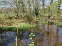 NL, Limburg, Leudal, Leubeek 1, Saxifraga-Tom Heijnen