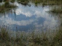 NL, Limburg, Nederweert, Groote Peel 27, Saxifraga-Jan van der Straaten