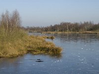 NL, Limburg, Nederweert, Groote Peel 5, Saxifraga-Marijke Verhagen