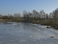 NL, Limburg, Nederweert, Groote Peel 6, Saxifraga-Marijke Verhagen