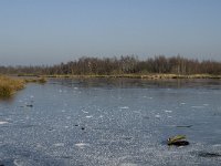 NL, Limburg, Nederweert, Groote Peel 8, Saxifraga-Marijke Verhagen