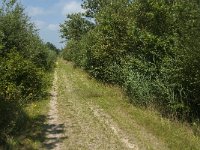 NL, Limburg, Nederweert, Groote Peel, Mussenbaan 1, Saxifraga-Jan van der Straaten