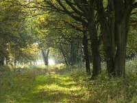 NL, Limburg, Nederweert, Hugterbroek 3, Saxifraga-Jan van der Straaten