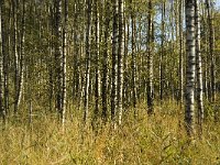 NL, Limburg, Nederweert, In den Vloed 10, Saxifraga-Jan van der Straaten