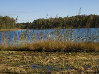 NL, Limburg, Nederweert, In den Vloed 19, Saxifraga-Jan van der Straaten