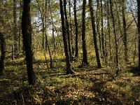 NL, Limburg, Nederweert, In den Vloed 25, Saxifraga-Jan van der Straaten