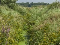 NL, Limburg, Nederweert, Mooslossing 1, Saxifraga-Jan van der Straaten