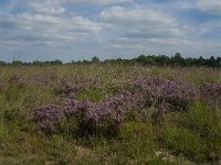 NL, Limburg, Nederweert, Ospelse Peel 1, Saxifraga-Marijke Verhagen