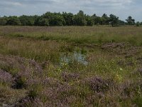 NL, Limburg, Nederweert, Ospelse Peel 2, Saxifraga-Marijke Verhagen