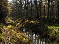 NL, Limburg, Nederweert, Oude Graaf 1, Saxifraga-Jan van der Straaten