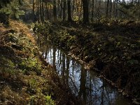 NL, Limburg, Nederweert, Oude Graaf 3, Saxifraga-Jan van der Straaten