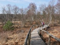 NL, Limburg, Roerdalen, Meinweg 10, Saxifraga-Tom Heijnen