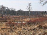 NL, Limburg, Roerdalen, Meinweg 4, Saxifraga-Tom Heijnen