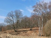 NL, Limburg, Roerdalen, Meinweg 5, Saxifraga-Tom Heijnen