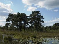 NL, Limburg, Roerdalen, Meinweg, Rolven 6, Saxifraga-Jan van der Straaten