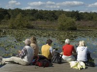 NL, Limburg, Roerdalen, Meinweg, Rolven 8, Saxifraga-Marijke Verhagen