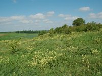 NL, Limburg, Voerendaal, Kunderberg 2, Saxifraga-Willem van Kruijsbergen