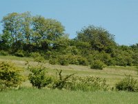 NL, Limburg, Voerendaal, Vrakelberg 3, Saxifraga-Willem van Kruijsbergen