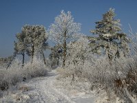 NL, Noord-Brabant, Alphen-Chaam, Strijbeekse Heide 14, Saxifraga-Jan van der Straaten