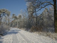 NL, Noord-Brabant, Alphen-Chaam, Strijbeekse Heide 2, Saxifraga-Jan van der Straaten