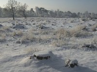 NL, Noord-Brabant, Alphen-Chaam, Strijbeekse Heide 6,  Saxifraga-Jan van der Straaten