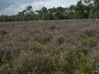 NL, Noord-Brabant, Alphen-Chaam, Strijbeekse Heide 6, Saxifraga-Willem van Kruijsbergen