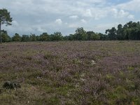 NL, Noord-Brabant, Alphen-Chaam, Strijbeekse Heide 7, Saxifraga-Willem van Kruijsbergen