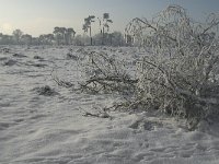 NL, Noord-Brabant, Alphen-Chaam, Strijbeekse Heide 9,  Saxifraga-Jan van der Straaten