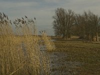 NL, Noord-Brabant, Altena, Boven Spieringpolder 1, Saxifraga-Jan van der Straaten