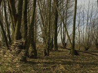 NL, Noord-Brabant, Altena, Boven Spieringpolder 2, Saxifraga-Jan van der Straaten