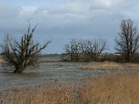 NL, Noord-Brabant, Altena, Buiten Kievitswaard 1, Saxifraga-Jan van der Straaten