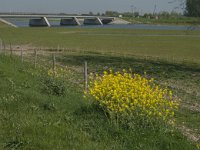 NL, Noord-Brabant, Altena, Galeiwaard 16, Saxifraga-Jan van der Straaten